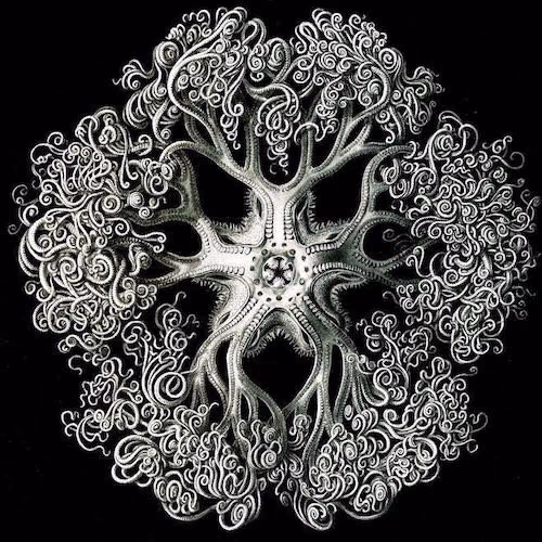 Ernst Haeckel’s radially symmetrical drawing of a sea creature showing intricate mathematical patterns.