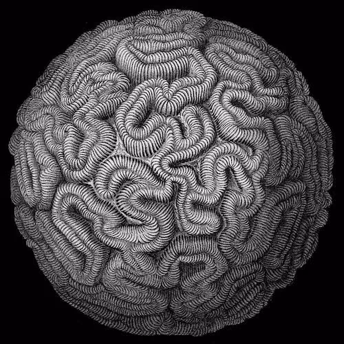 Ernst Haeckel’s scientific illustration of a spherical organism with intricate radiating structures.