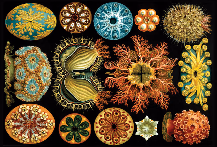 Collection of Ernst Haeckel's colored scientific illustrations showing radiolarians and sea creatures with intricate, symmetrical patterns.